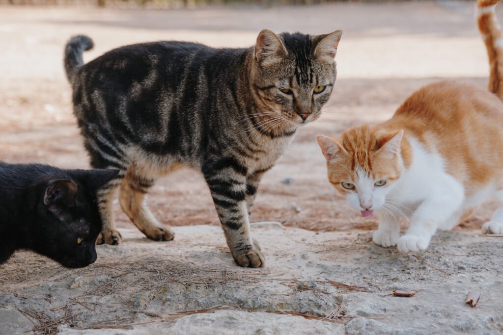 The Silent Struggles of Stray Cats: A Journey of Hope