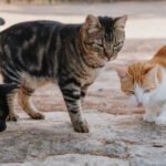 The Silent Struggles of Stray Cats: A Journey of Hope