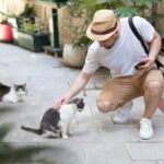 Stray Cats: Understanding, Caring, and Making a Difference